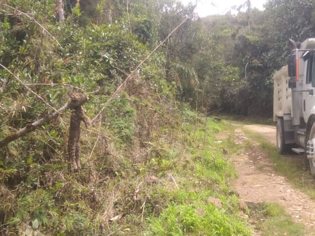 Investigan asesinato de tigrillo en el municipio de Cabrera, Cundinamarca