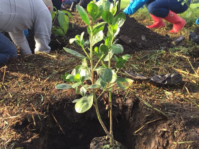 Tres organizaciones de Ecoaguas sembrarán 400 árboles por el Día de la Tierra