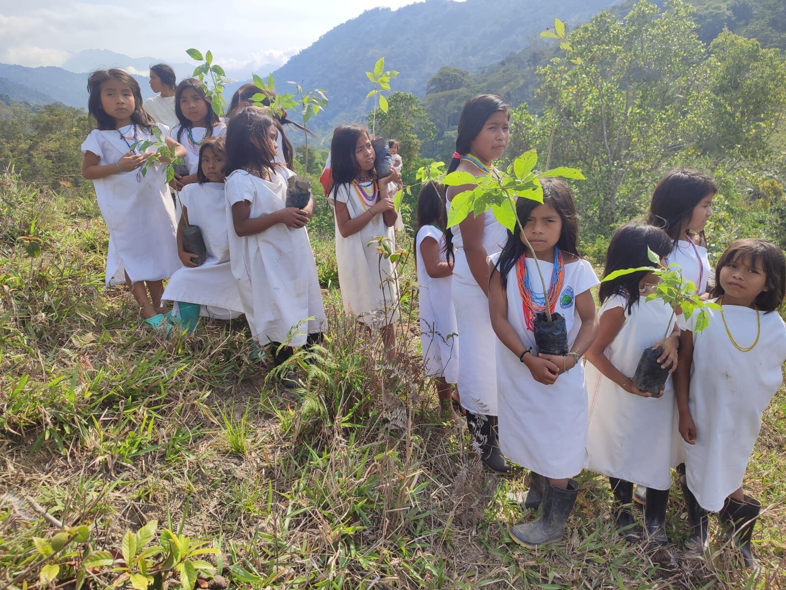 Siembra de árboles . Corpamag