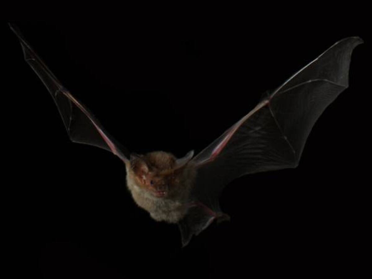 Murciélagos obligan a cerrar una sala de urgencias en Texas