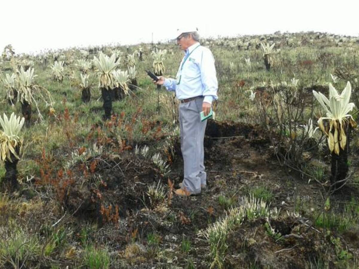 Incendio destruyó tres hectáreas de frailejones en el páramo de Santurbán