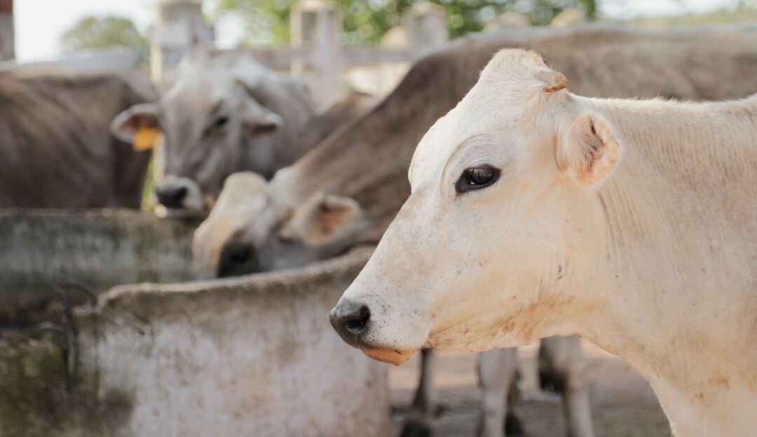 Imagen de referencia