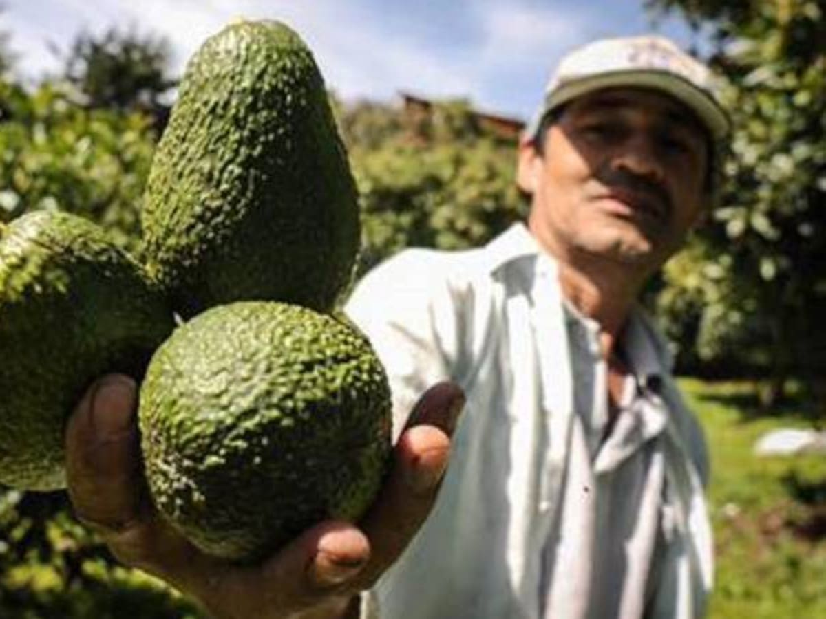 Crecen las exportaciones agrícolas de aguacate Hass colombiano de cara a 2025