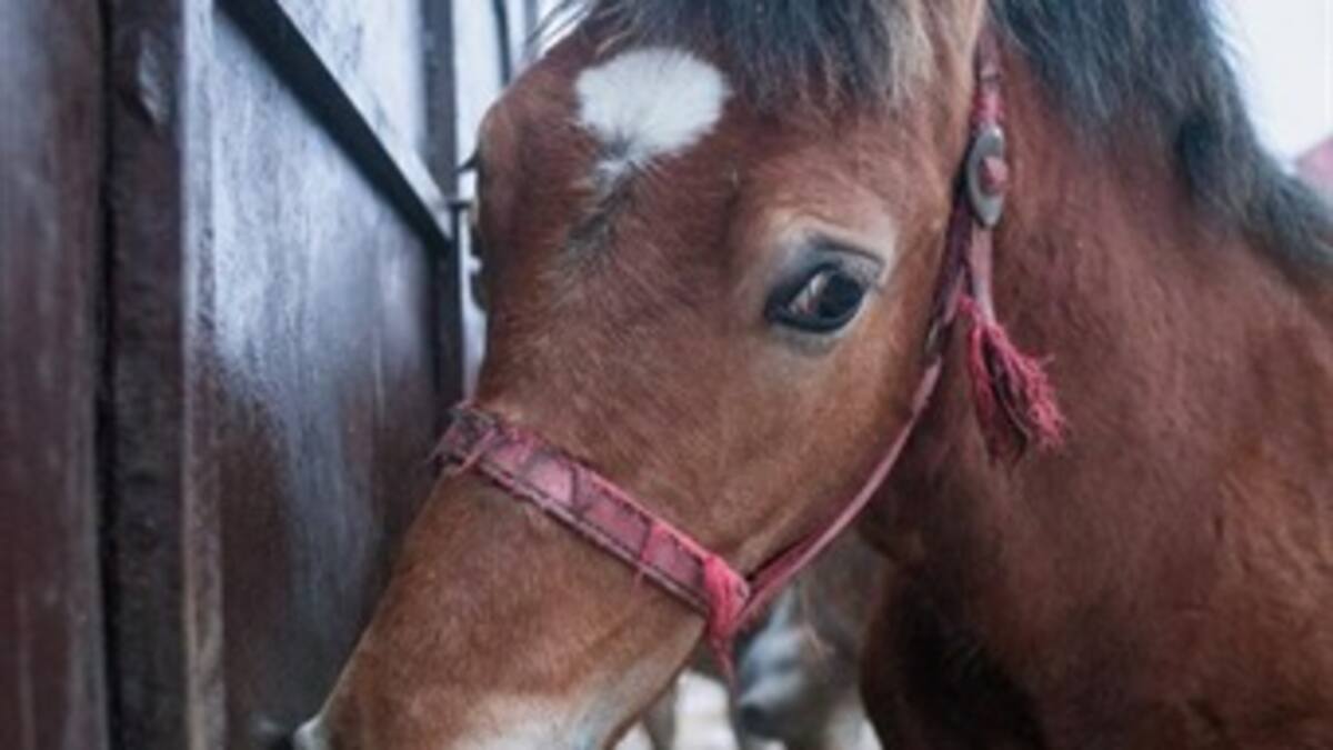 Nestlé retira productos en España e Italia por contener carne de caballo
