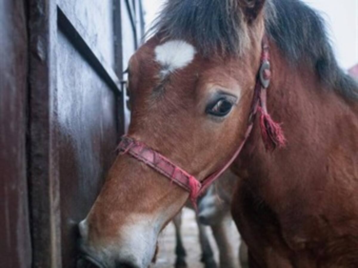 Nestlé retira productos en España e Italia por contener carne de caballo