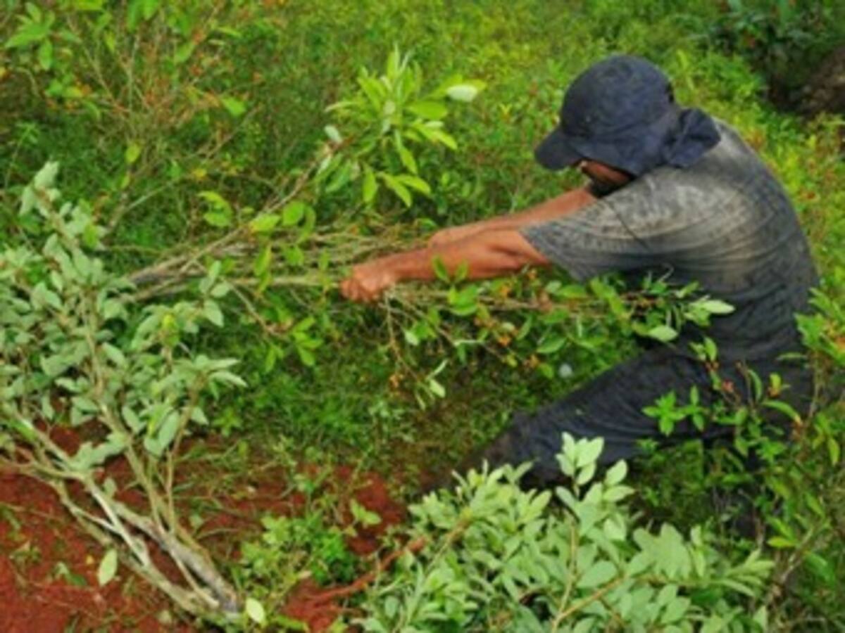 Erradicadores denuncian malos tratos e inseguridad en el Catatumbo, Norte de Santander