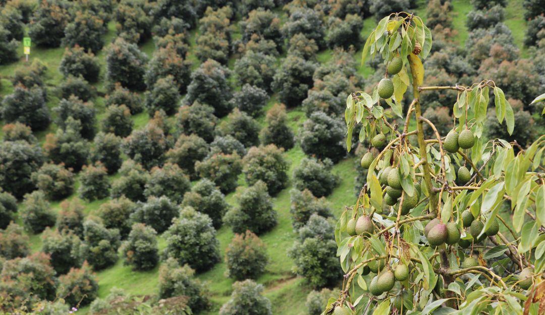 Predios con cultivos de aguacate hass