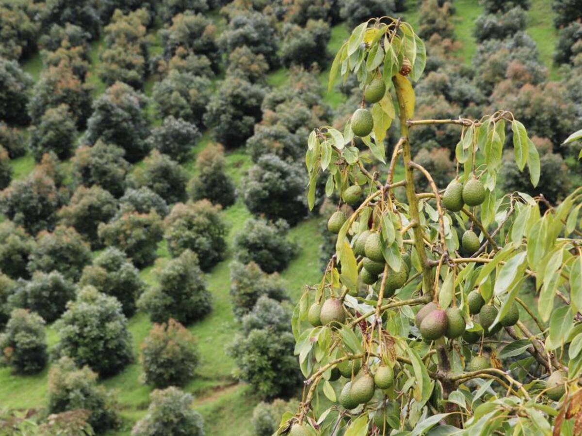 Predios de Antioquia buscan certificación para exportar aguacate hass