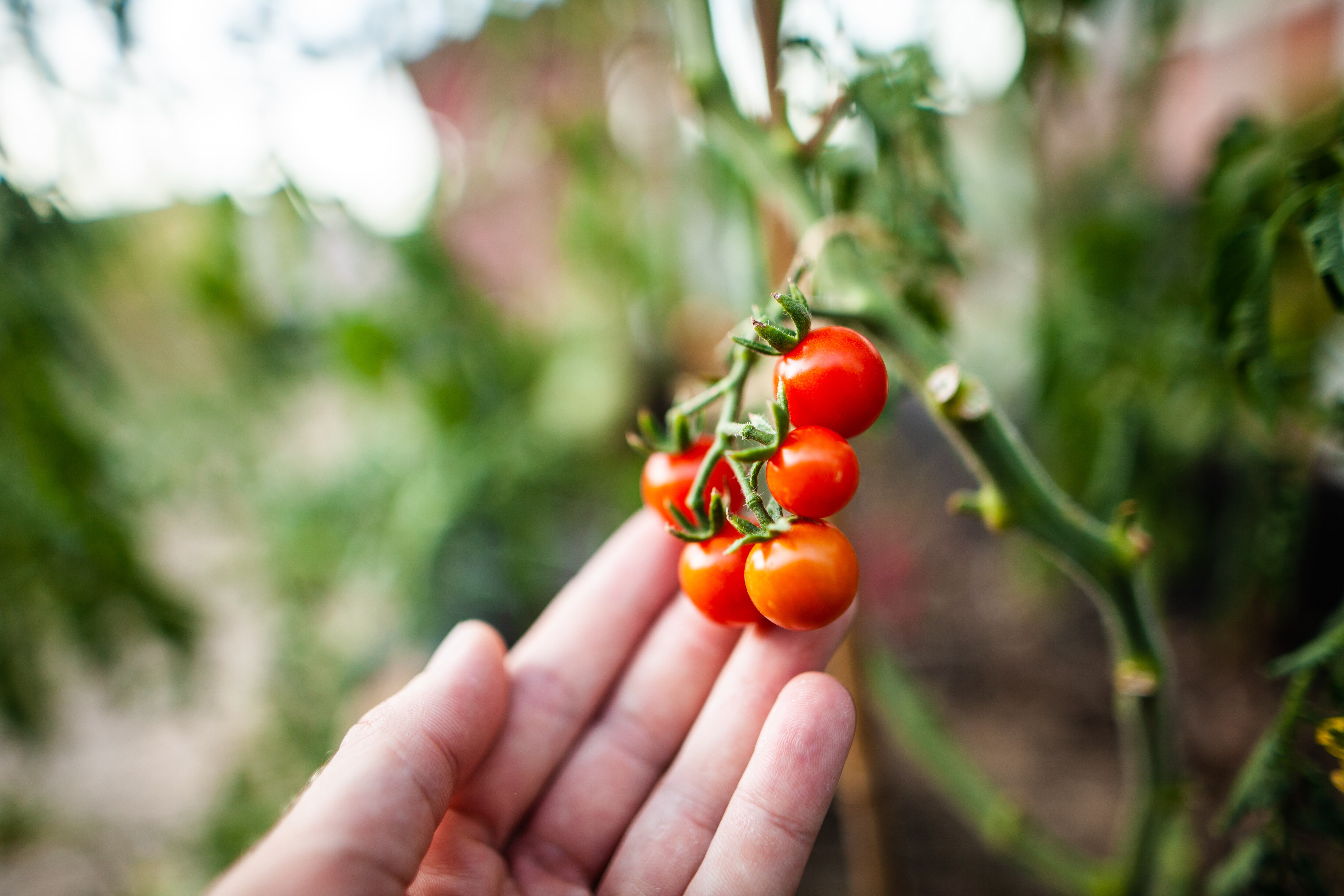 Persona tocando el fruto de una planta de tomate cherry (Foto vía Getty Images)
