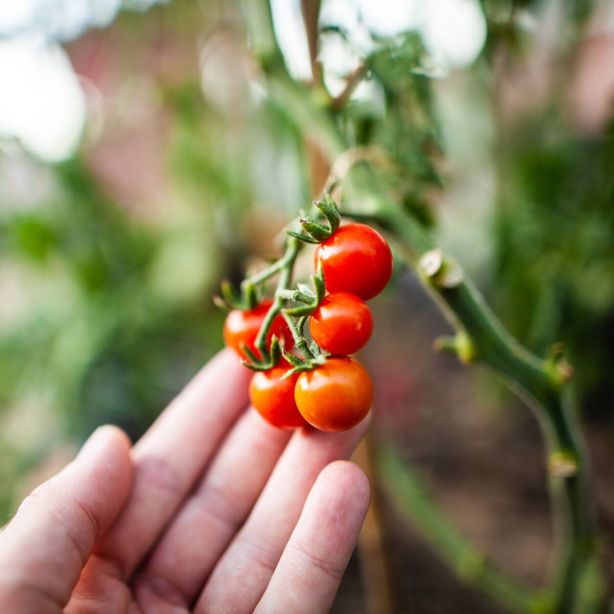Este es el truco para cultivar tomates cherry en Bogotá y con poco espacio en su vivienda