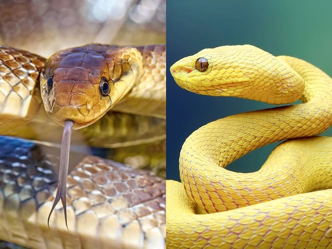 Culebra y víbora. Fotos: Getty Images.