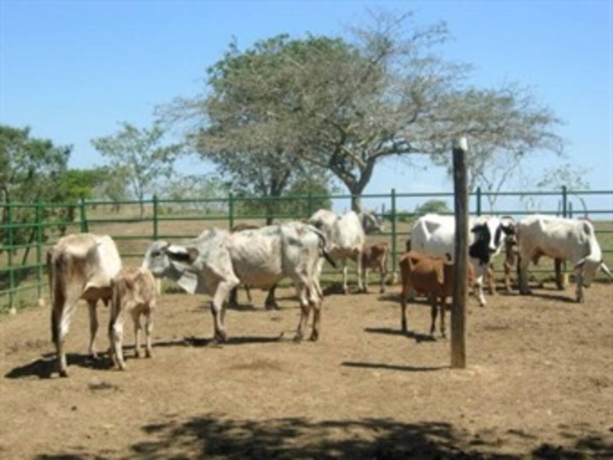 Contraloría ordenará auditoría a los Fondos Ganaderos del país