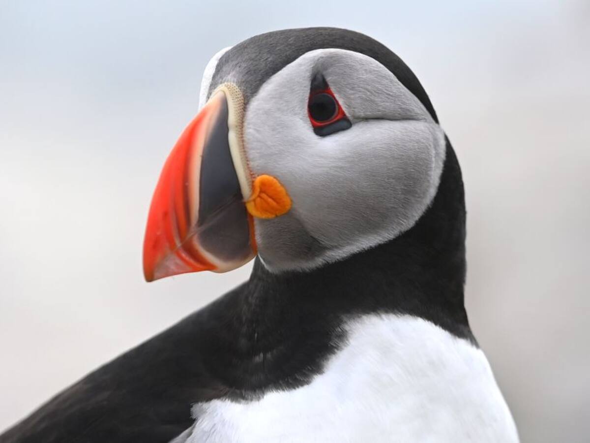 La disminución de frailecillos causa preocupación en pequeña isla escocesa