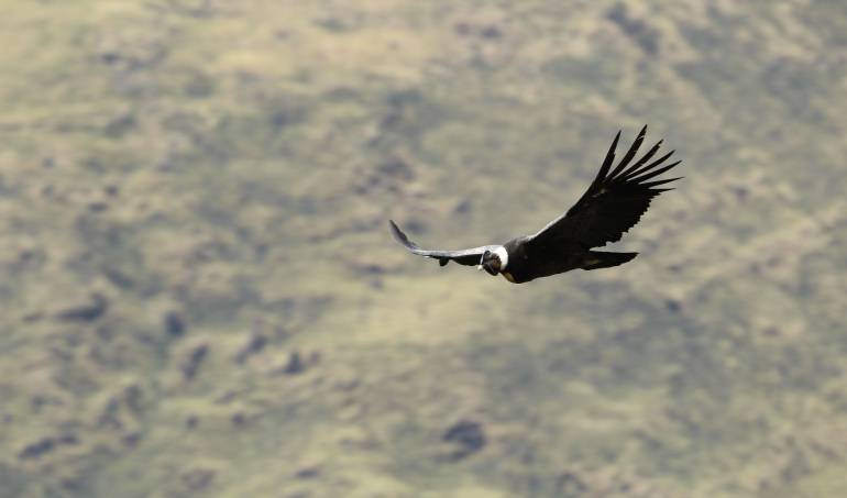 Imagen de referencia