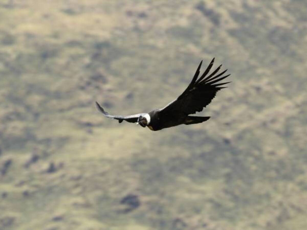 Expedición confirma que la mayor biodiversidad del mundo está en Bolivia