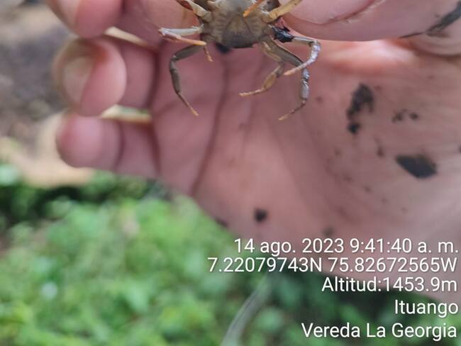 Descubren dos nuevas especies de cangrejo de agua dulce en Antioquia
