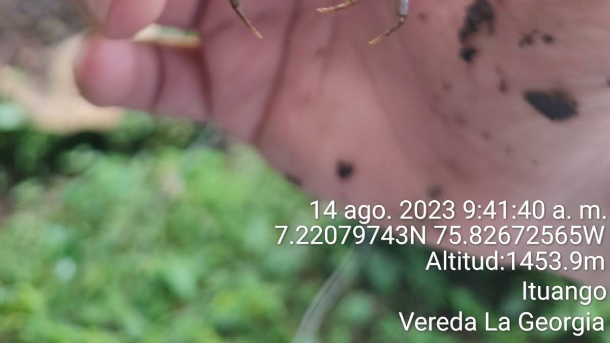 Descubren dos nuevas especies de cangrejo de agua dulce en Antioquia