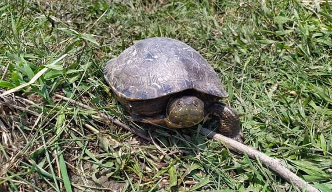 Tortugas hicoteas rescatas durante Semana Santa / Cortesía Asocars