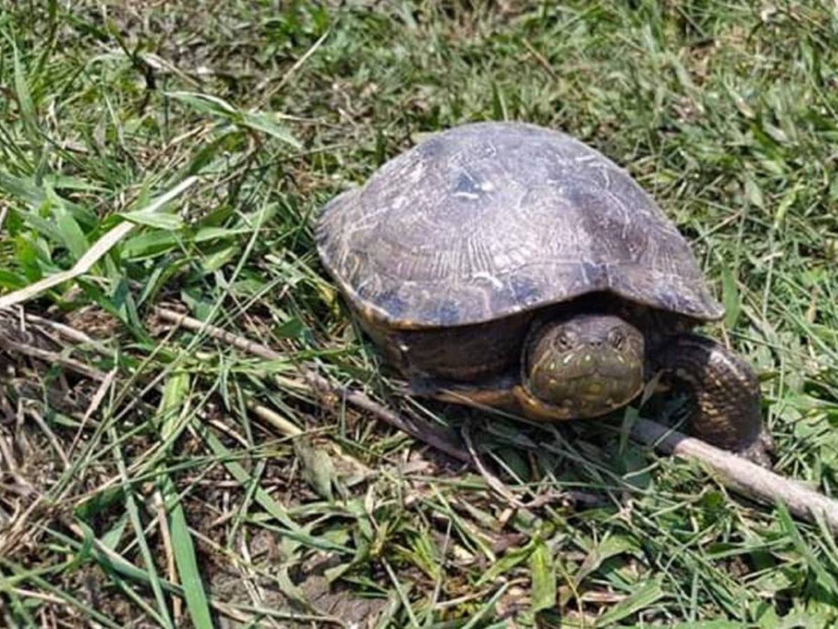 En Córdoba se liberarán más de 2 mil tortugas decomisadas en Semana Santa