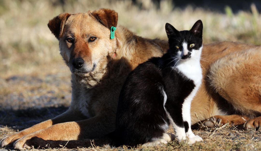 Perro y Gato.