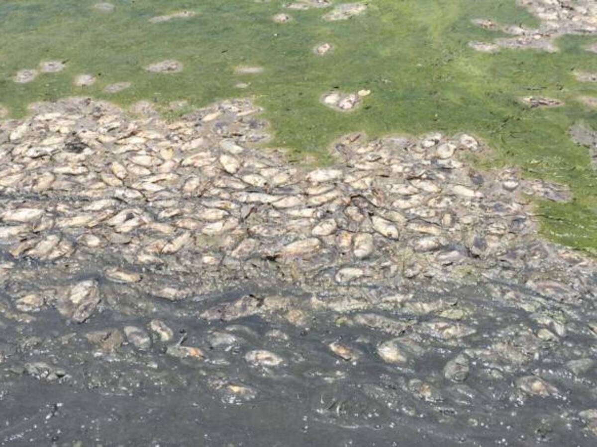 Alarmante mortandad de peces en Concordia, Magdalena