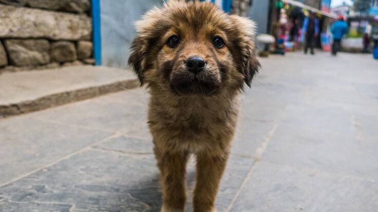 Escuche el programa Mascotas Caracol 21 de agosto