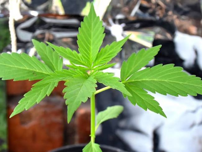 MinJusticia ha expedido 33 licencias de cannabis con fines medicinales y científicos