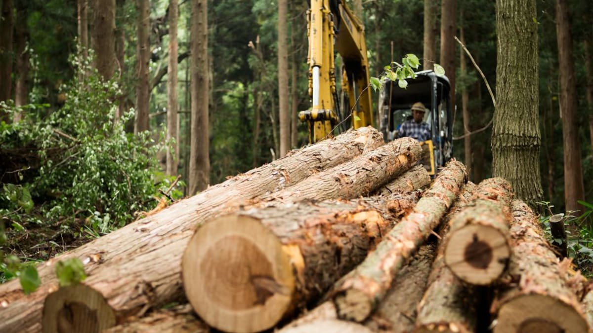 Sancionan un proyecto Ecoturístico, por talar arboles para vías en Boyacá