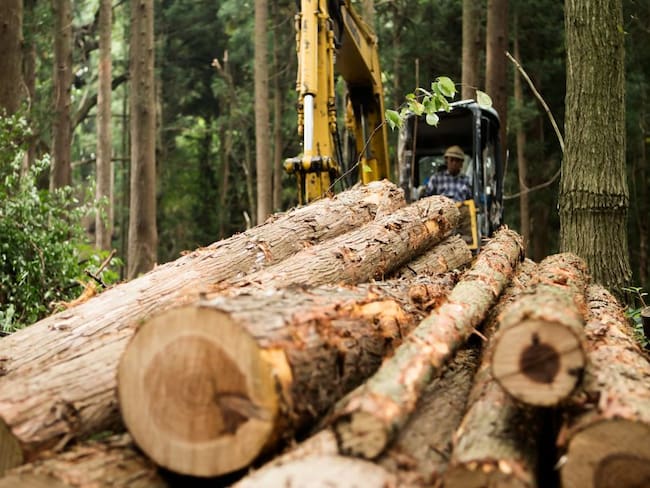 Por deforestación tres gobernadores deberán responder ante autoridades