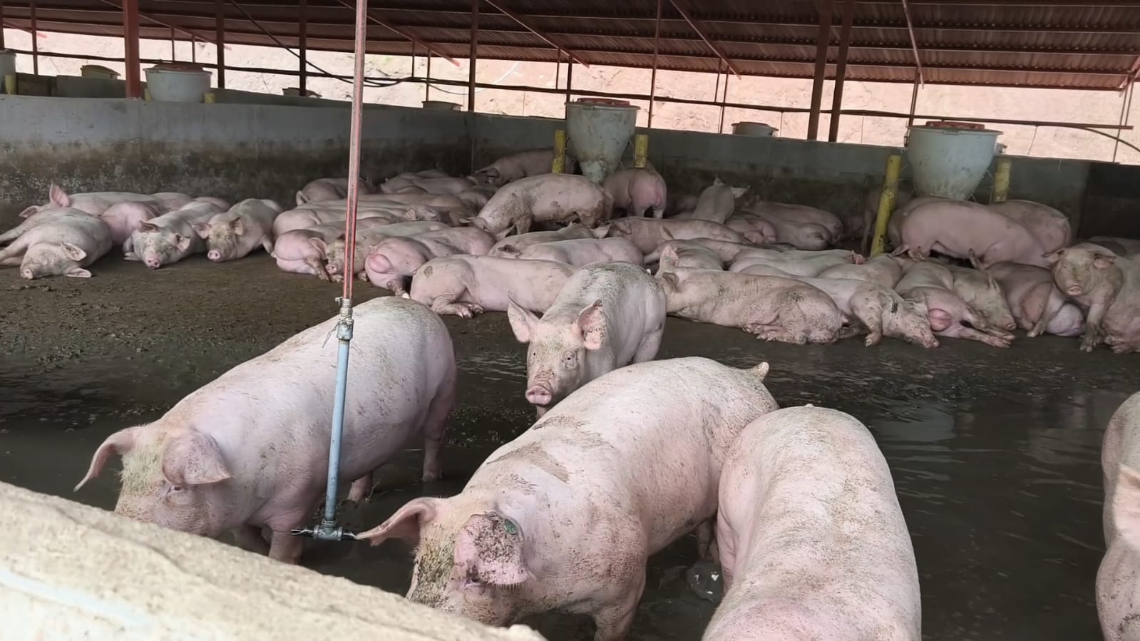 CAR suspenden en Guaduas, Cundinamarca, porcícola por contaminación de fuente hídrica
