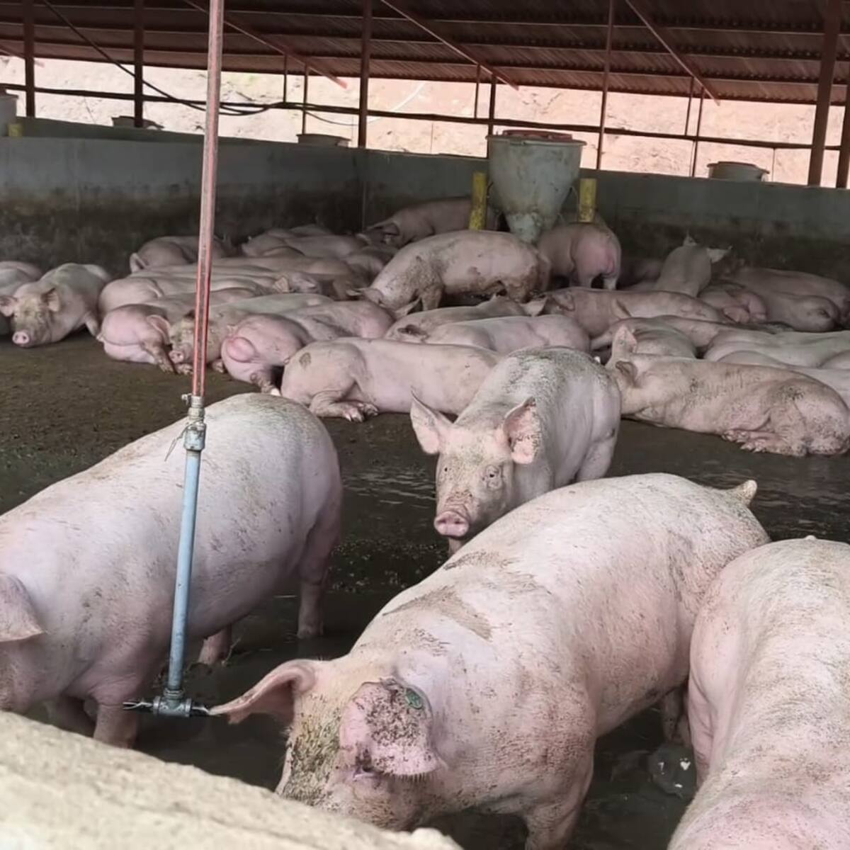 CAR suspenden en Guaduas, Cundinamarca, porcícola por contaminación de fuente hídrica