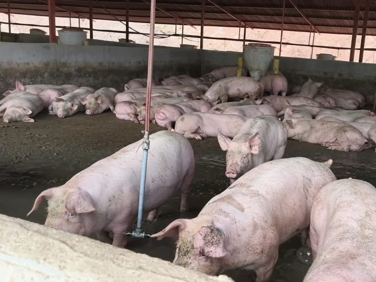 CAR suspenden en Guaduas, Cundinamarca, porcícola por contaminación de fuente hídrica