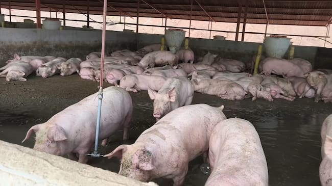CAR suspenden en Guaduas, Cundinamarca, porcícola por contaminación de fuente hídrica