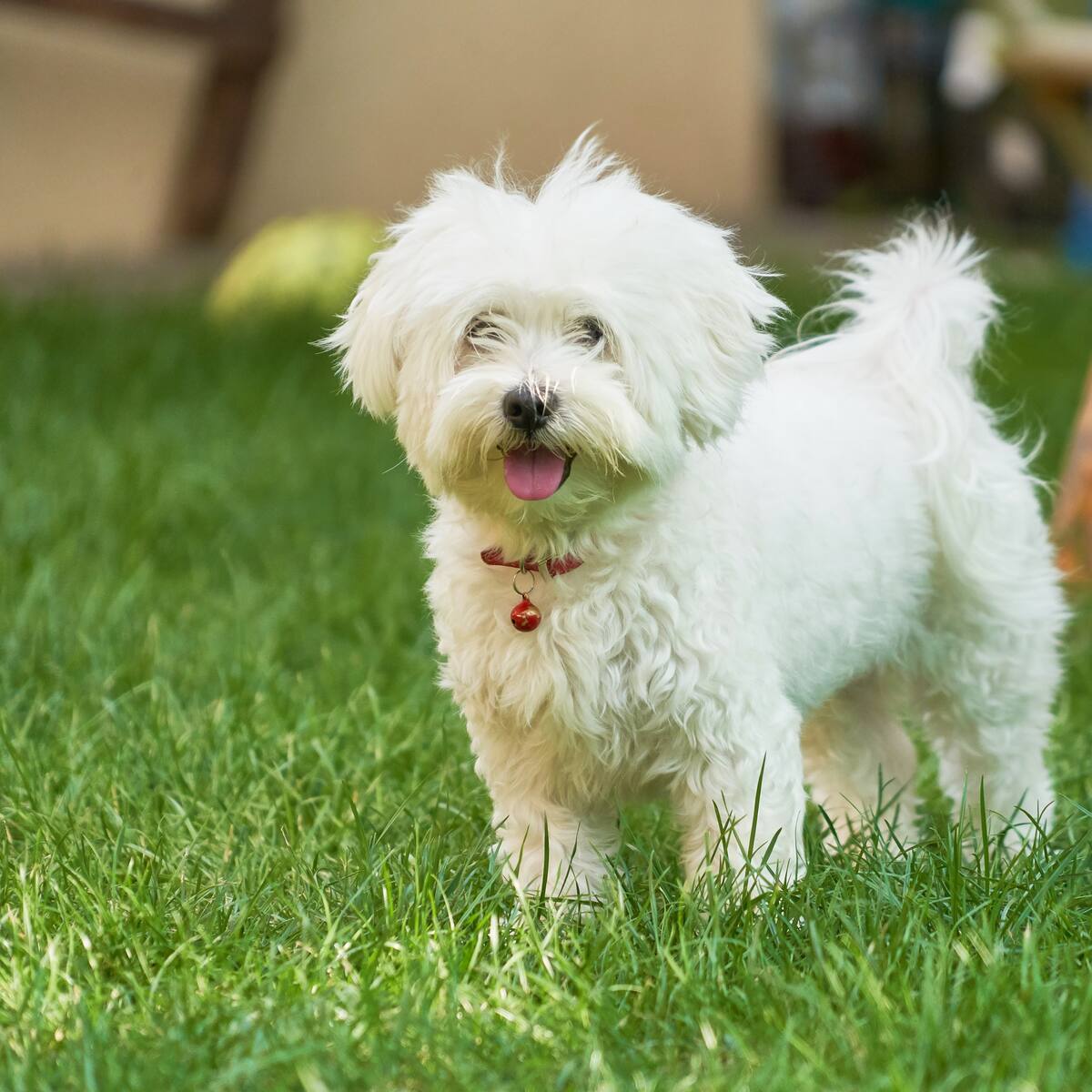 Cómo se está transformando la relación humano–perro: cognición canina, vínculos y hallazgos