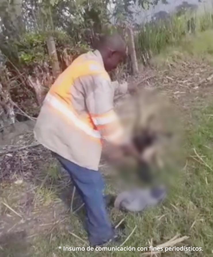 En un video se observa a Critino Cifuentes Caicedo, extrabajador de un ingenio azucarero, causando la muerte a un oso hormiguero.