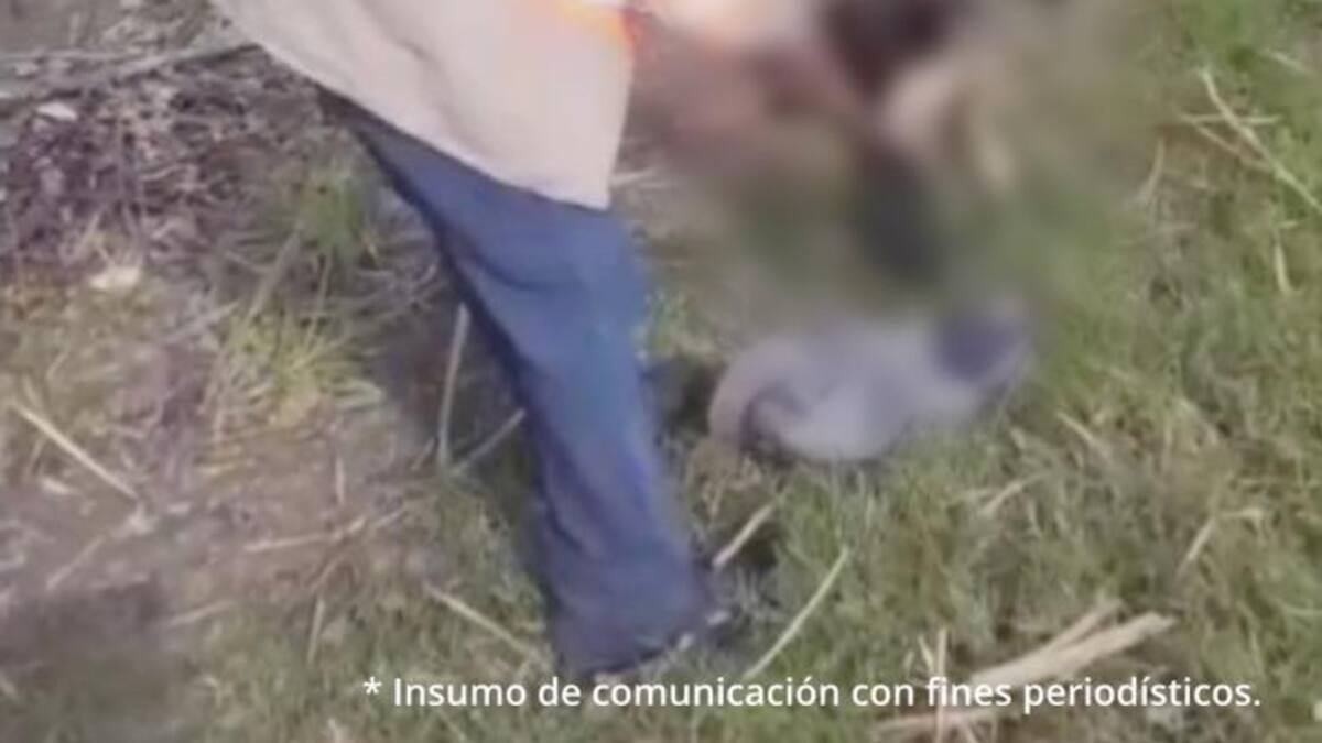 Extrabajador de ingenio azucarero es acusado de matar con una pala a oso hormiguero