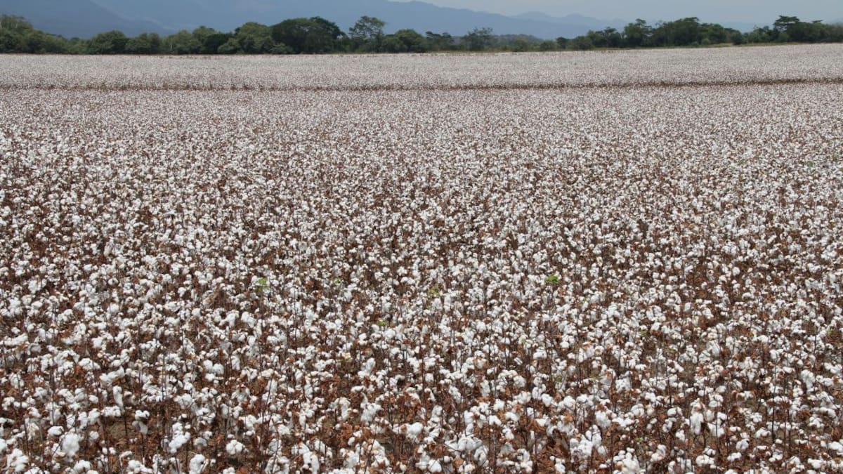 El algodón, un cultivo que comienza a reactivarse en Colombia