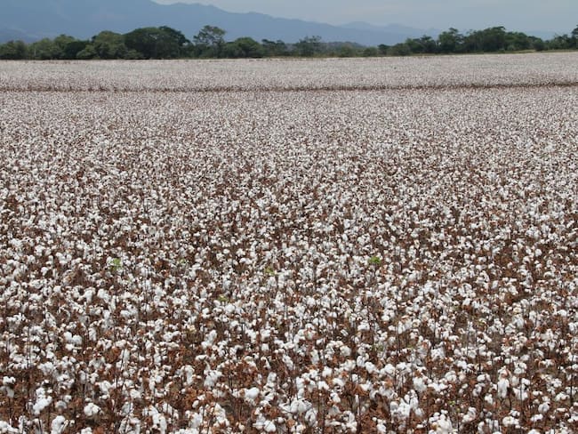 El algodón, un cultivo que comienza a reactivarse en Colombia