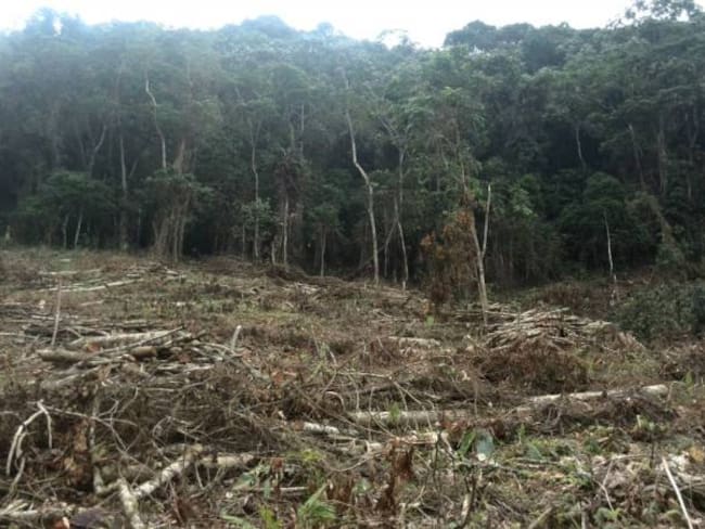 Campesinos rechazan masiva tala de pinos en zona rural de Duitama, Boyacá