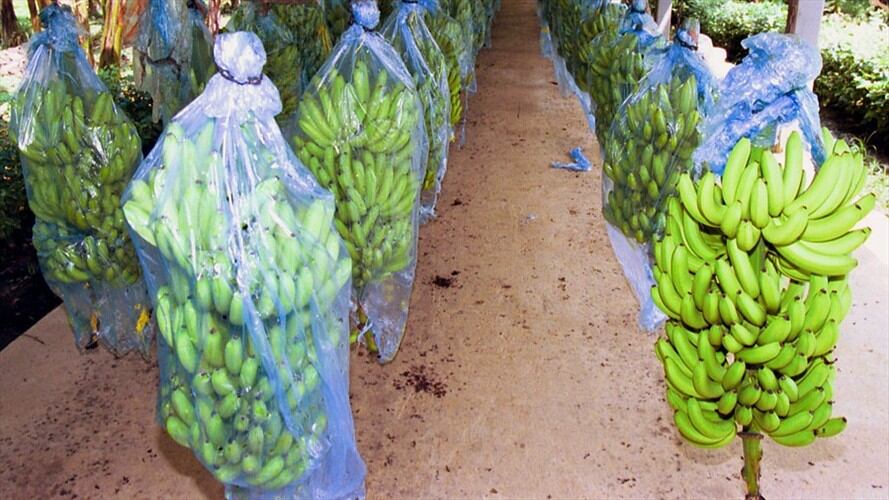Cultivo de banano - Imagen de referencia. Foto: Colprensa