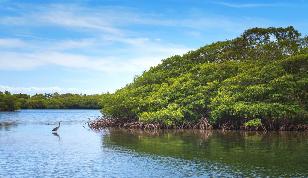Conozca el porqué los manglares son importantes