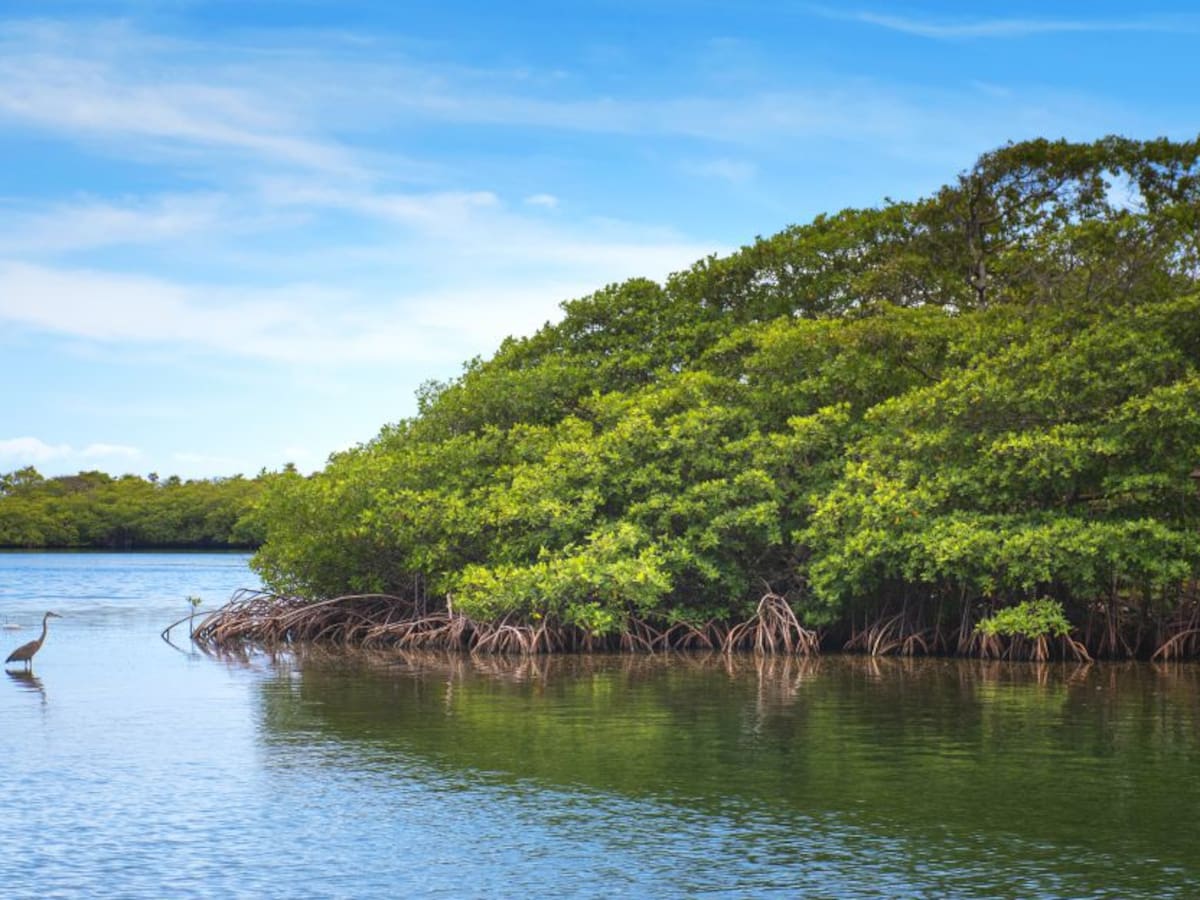 Conozca el porqué los manglares son importantes
