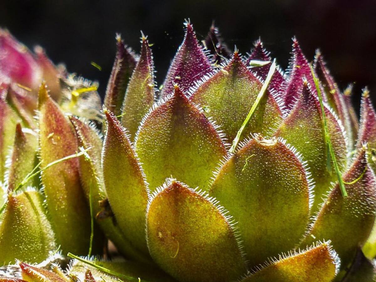 ¿Cómo recuperar la sencillez de vivir?