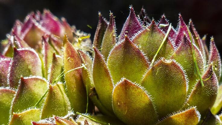 ¿Cómo recuperar la sencillez de vivir?