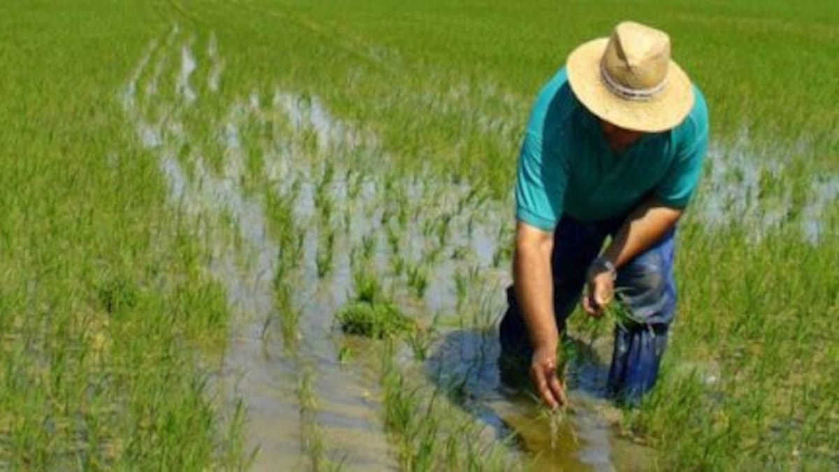 Incertidumbre por el precio del arroz mantiene en vilo a productores del Huila