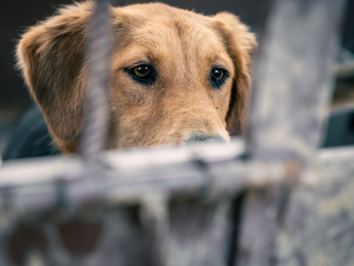 Alcalde encargado toma acciones tras denuncias de eutanasias irregulares en Bucaramanga