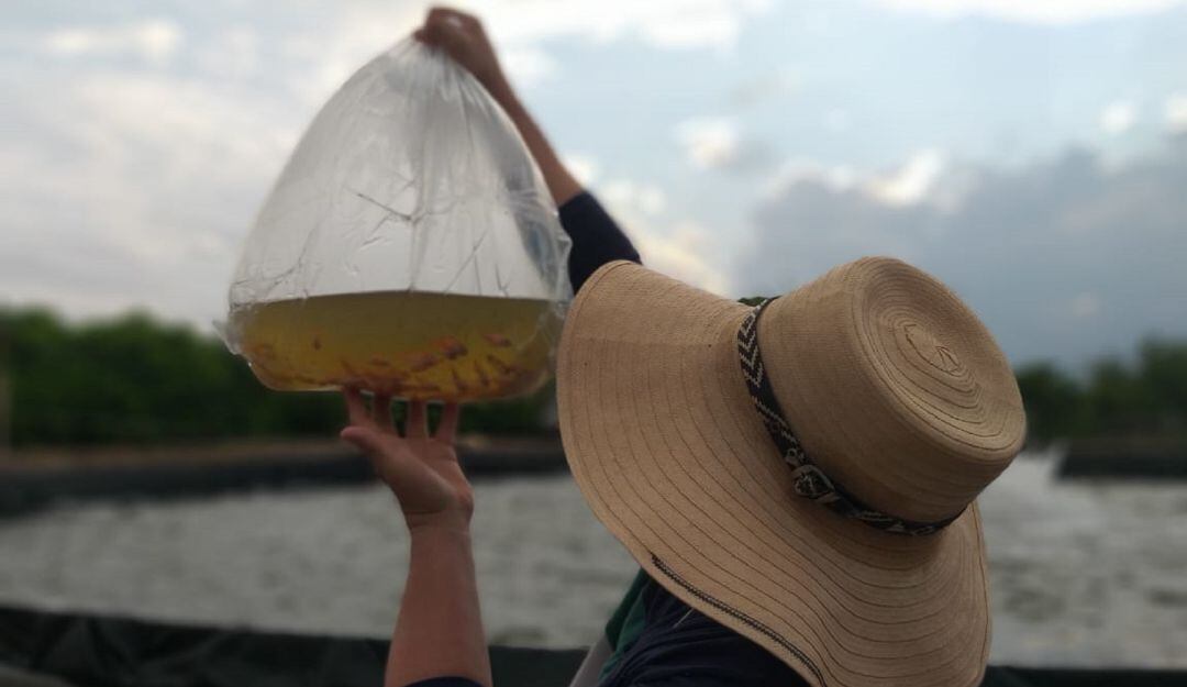 El proyecto se aplicará en Lérida y Chaparral. 