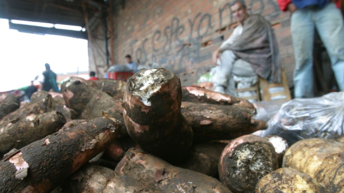 Crean bolsas de almidón de yuca que no contaminan