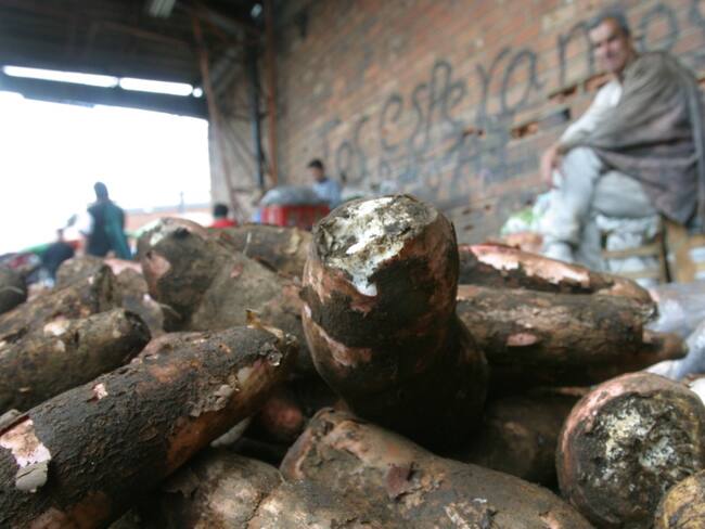 Crean bolsas de almidón de yuca que no contaminan