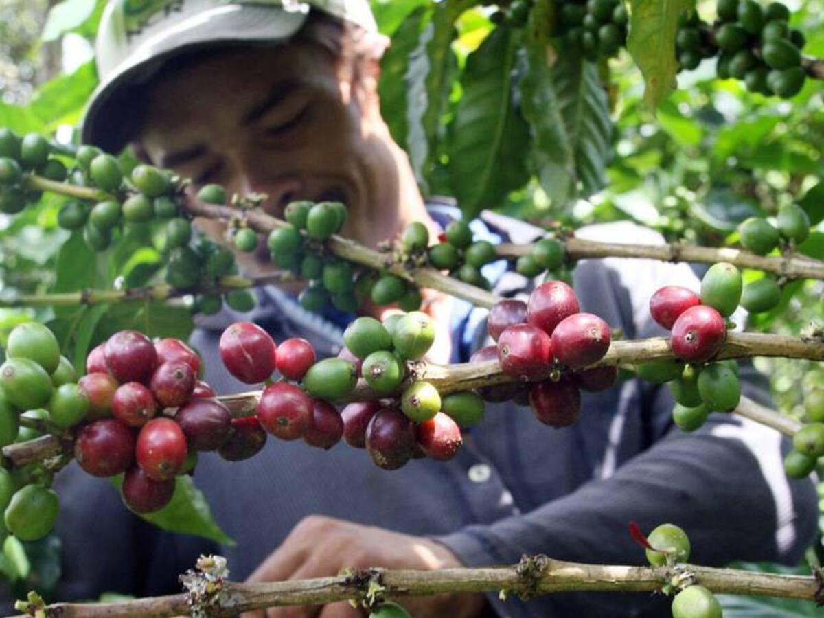 Miembros de Dignidad Cafetera confirman movilización nacional para el 17 de agosto